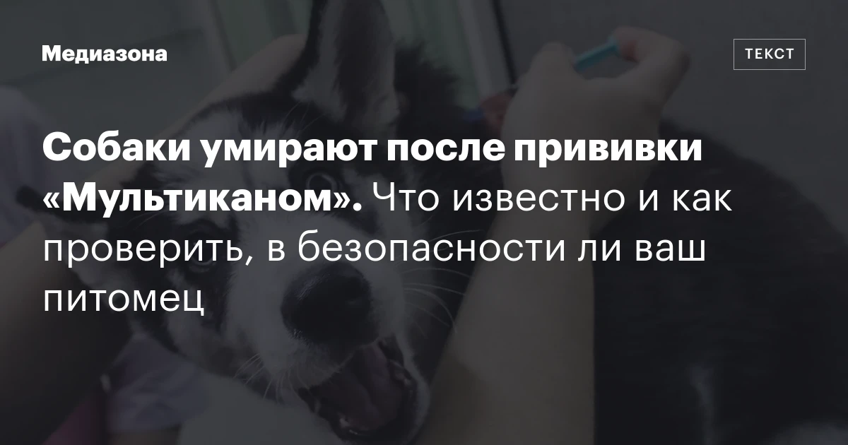 Собаки умирают после прививки «Мультиканом». Что известно и как проверить, в безопасности ли ваш питомец